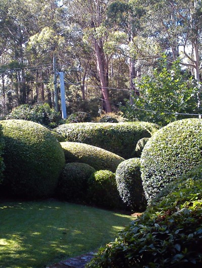 Gardening Northside Hedging & Topiary - Burns Rd Wahroonga